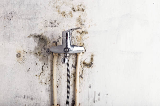 Best White Mold Remediation in Grand Prairie, TX