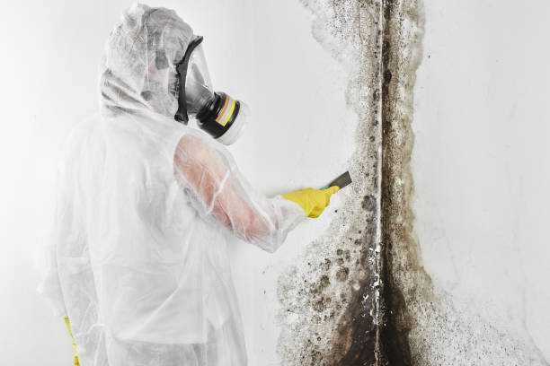 Best HVAC Mold Remediation in Grand Prairie, TX