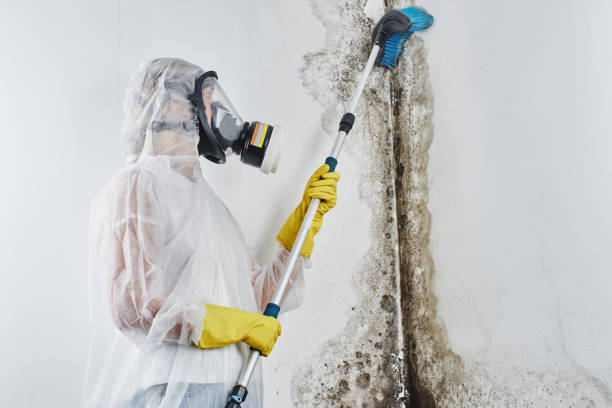 Best Industrial Mold Remediation in Grand Prairie, TX
