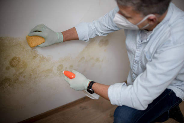 Best Kitchen Mold Remediation in Grand Prairie, TX