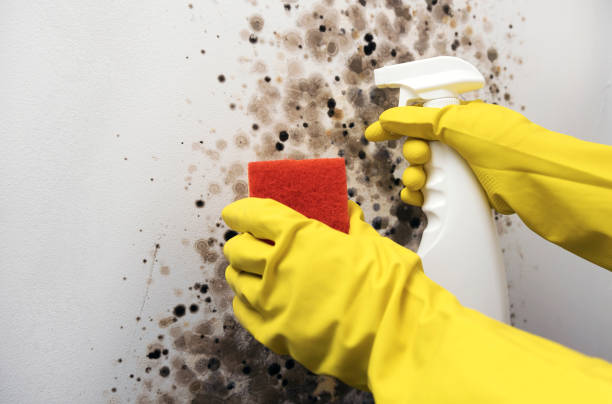 Reliable Grand Prairie, TX Mold Remediation Solutions