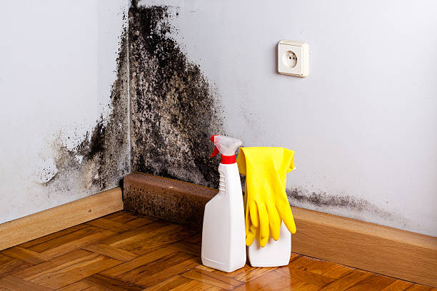 Best DIY Mold Remediation Support Services in Grand Prairie, TX
